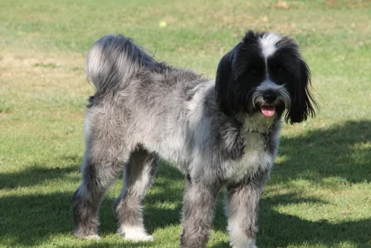 Tashi, a Tibetan Terrier tested with EmbarkVet.com