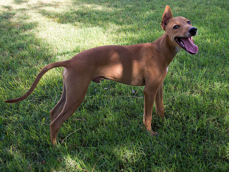 Cuz, a Whippet and Border Collie mix tested with EmbarkVet.com