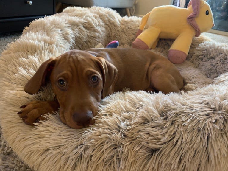 Cooper, a Doberman Pinscher and Boxer mix tested with EmbarkVet.com