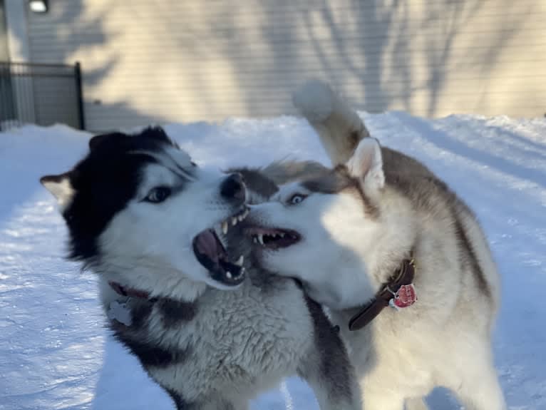 Loki, a Siberian Husky tested with EmbarkVet.com