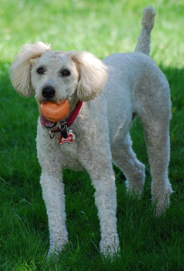 Fig, a Soft Coated Wheaten Terrier and Miniature Schnauzer mix tested with EmbarkVet.com