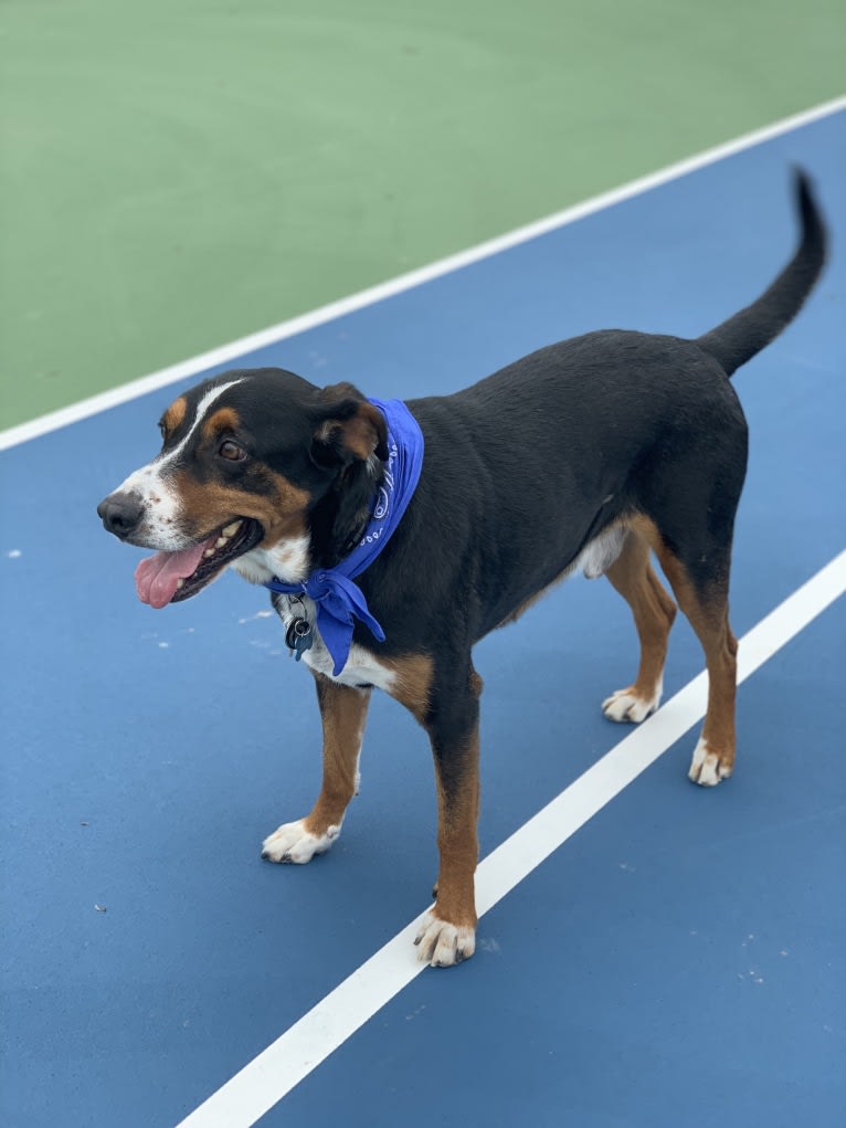 Augie, a Basset Hound and Australian Cattle Dog mix tested with EmbarkVet.com