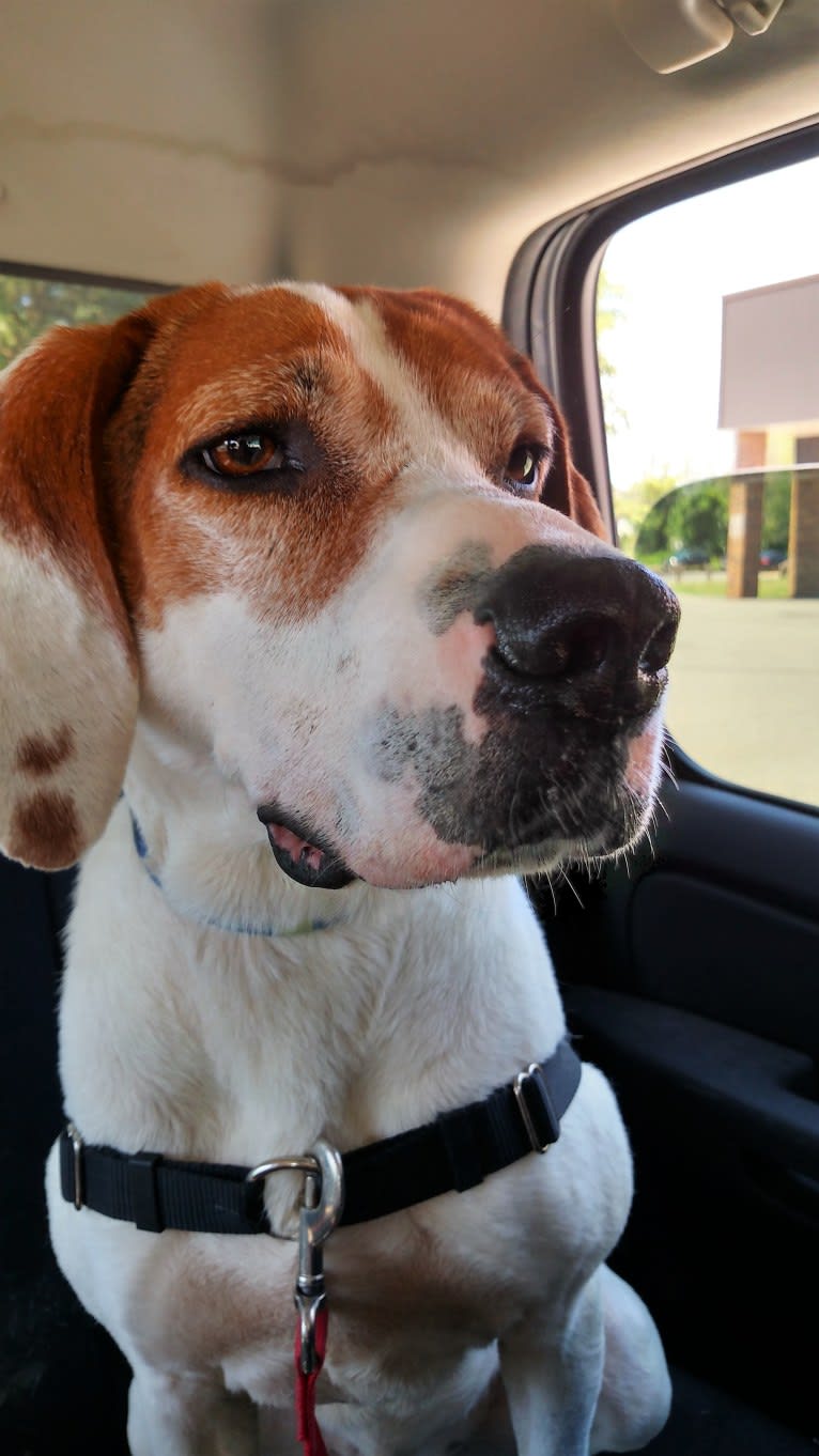 Little Joe, aka "Scar Face,"  Our #1 Hound Dog, a Treeing Walker Coonhound tested with EmbarkVet.com