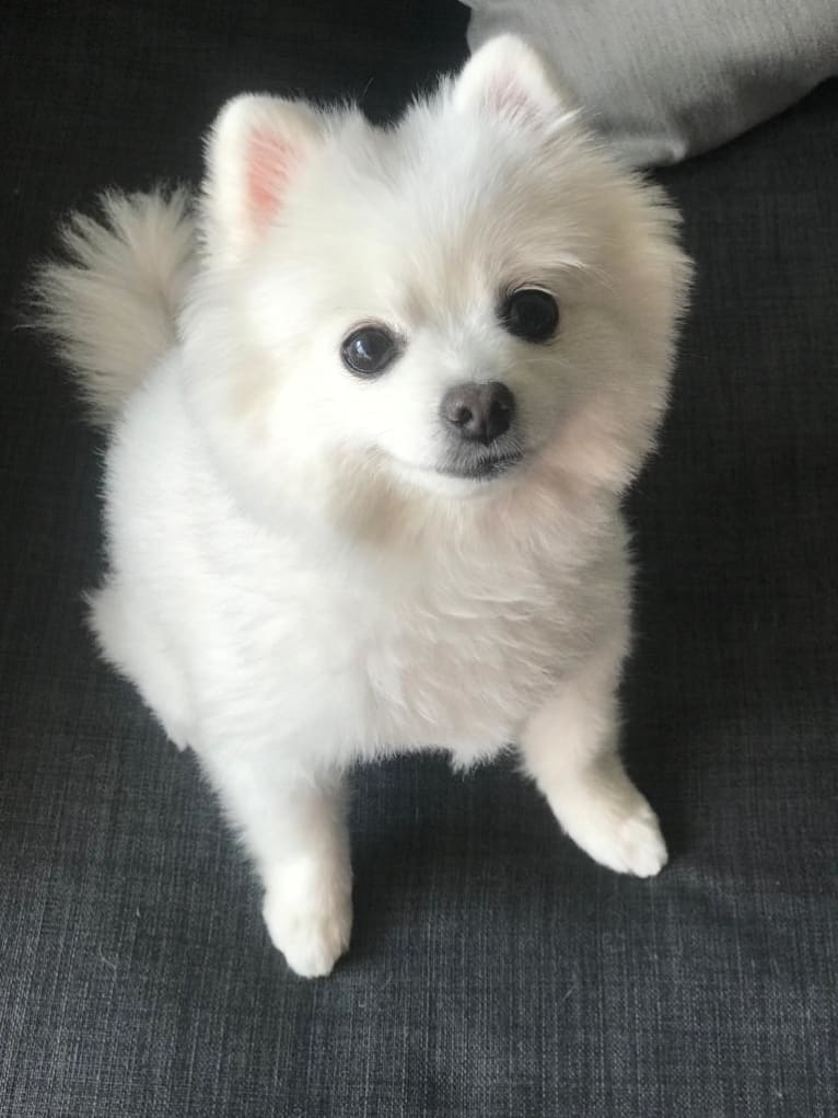 Maru, a Pomeranian and Pekingese mix tested with EmbarkVet.com