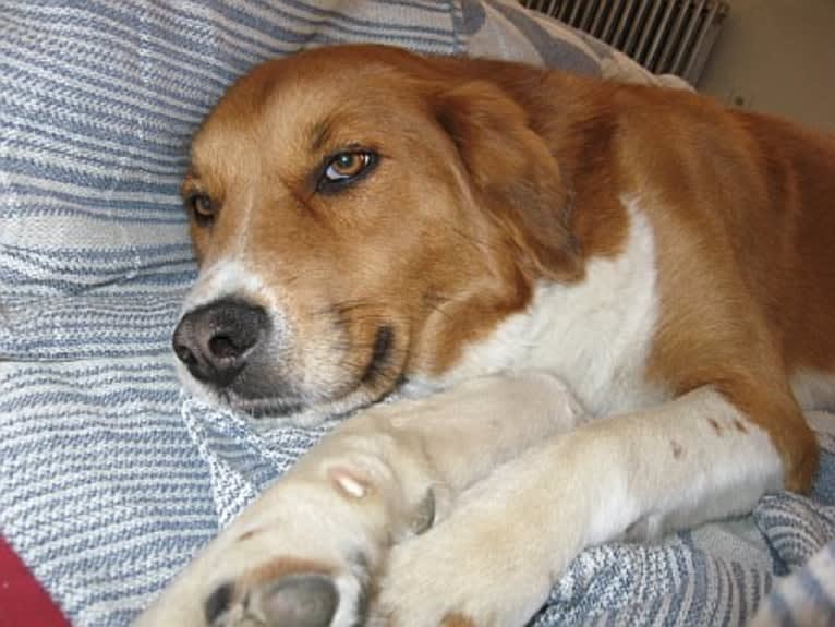 Bentley, a Chow Chow and Labrador Retriever mix tested with EmbarkVet.com