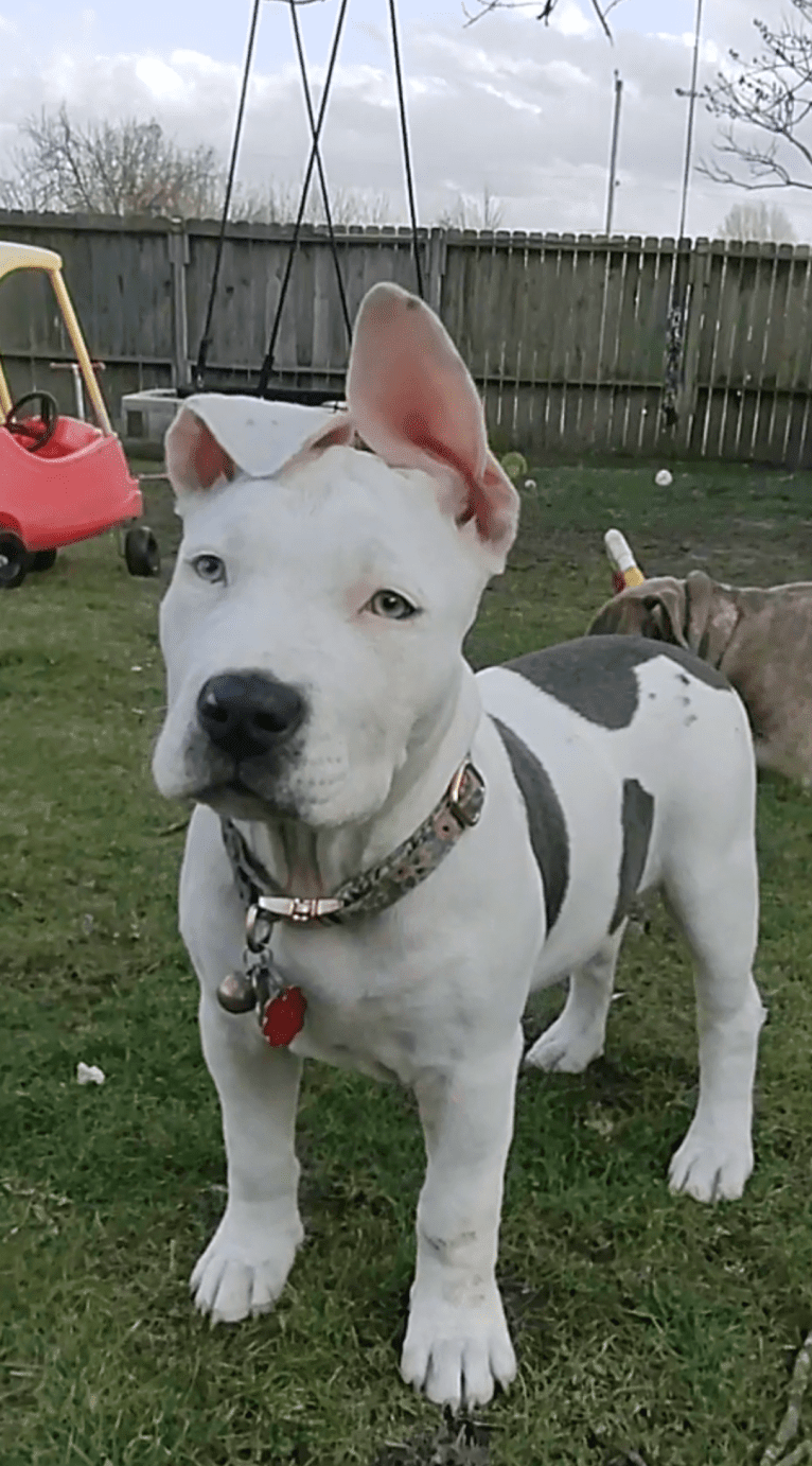 Khaleesi, an American Bully tested with EmbarkVet.com