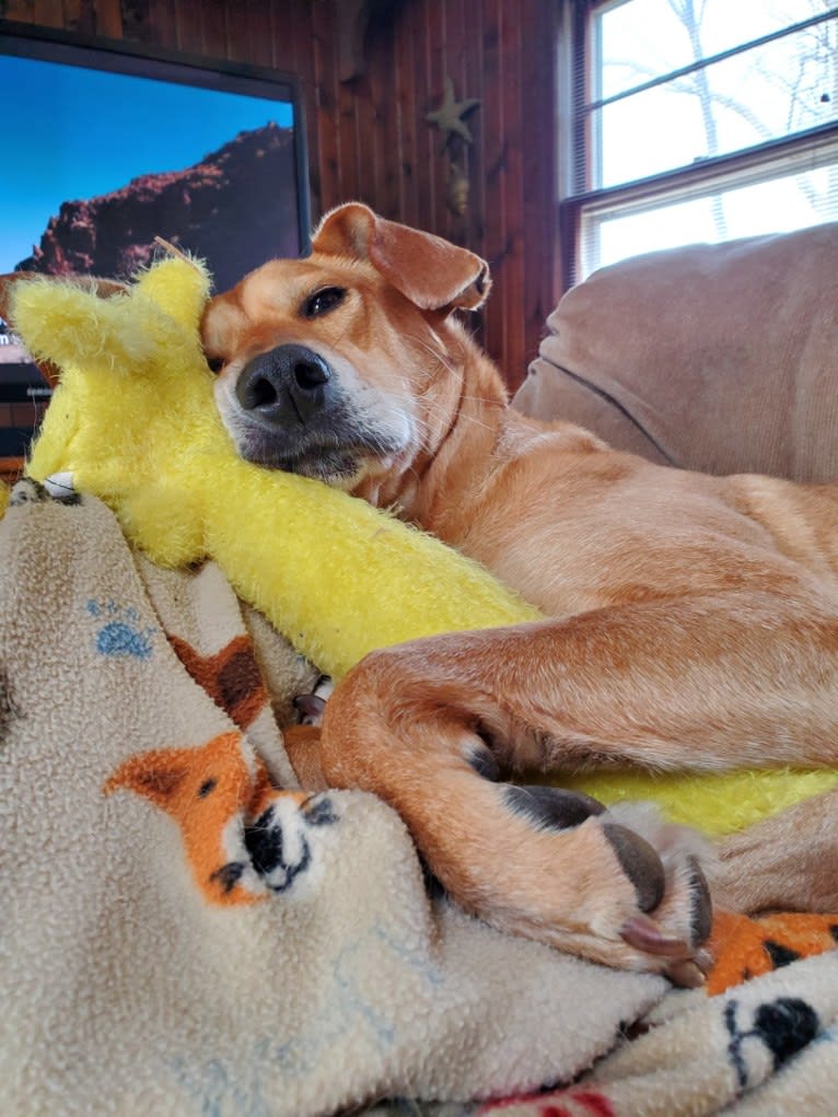 Alfred, a Beagle and American Pit Bull Terrier mix tested with EmbarkVet.com