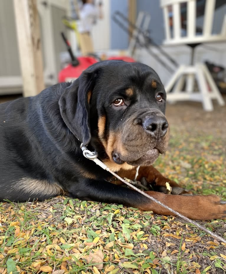 Chompy, a Rottweiler tested with EmbarkVet.com