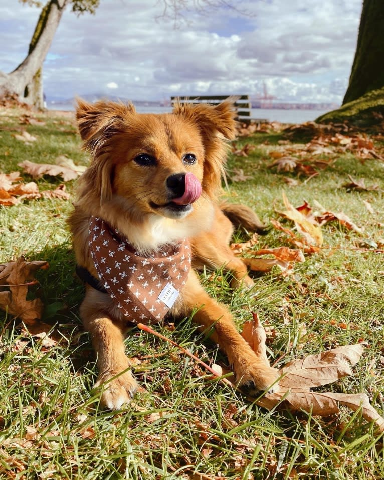 Teddy, a Chihuahua and Poodle (Small) mix tested with EmbarkVet.com