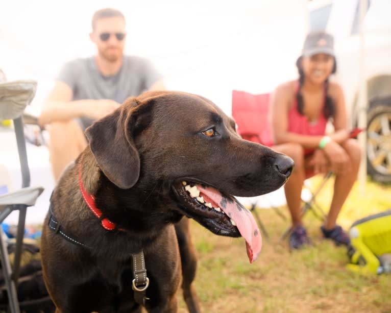 Kai, an American Pit Bull Terrier and Australian Cattle Dog mix tested with EmbarkVet.com