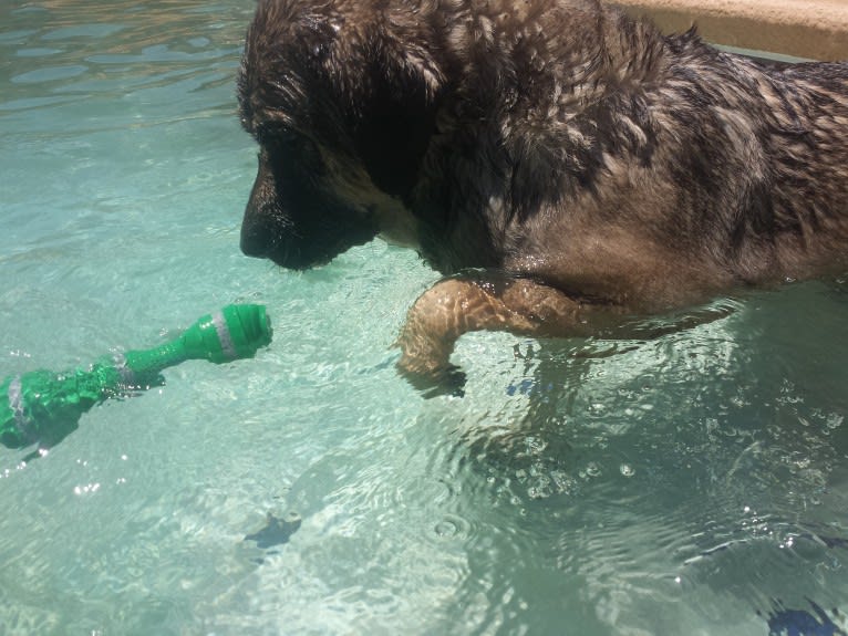 Fiona Emmy-Olivia LaRosa, a Neapolitan Mastiff and Australian Cattle Dog mix tested with EmbarkVet.com