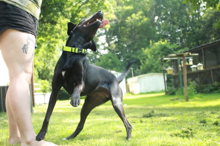 Curiosity Blue, a Labrador Retriever and Australian Shepherd mix tested with EmbarkVet.com