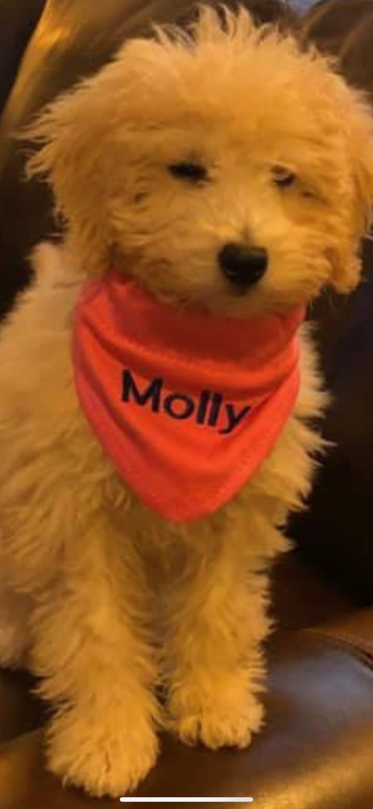 Molly, a Poodle (Small) tested with EmbarkVet.com