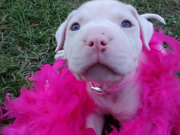 Storm, an American Bulldog tested with EmbarkVet.com