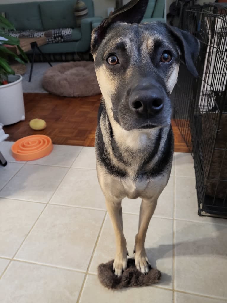 Fausto (fka Clue), an American Village Dog tested with EmbarkVet.com