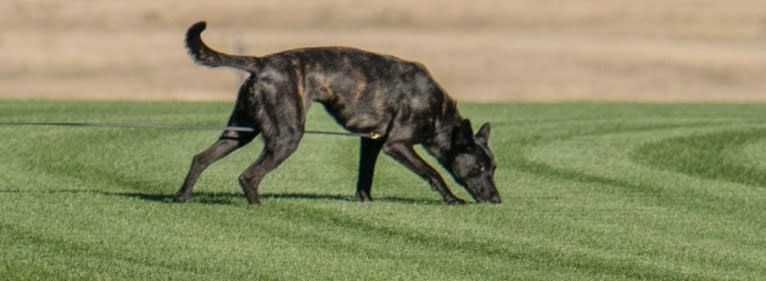 Nike des las Flores, a Dutch Shepherd tested with EmbarkVet.com