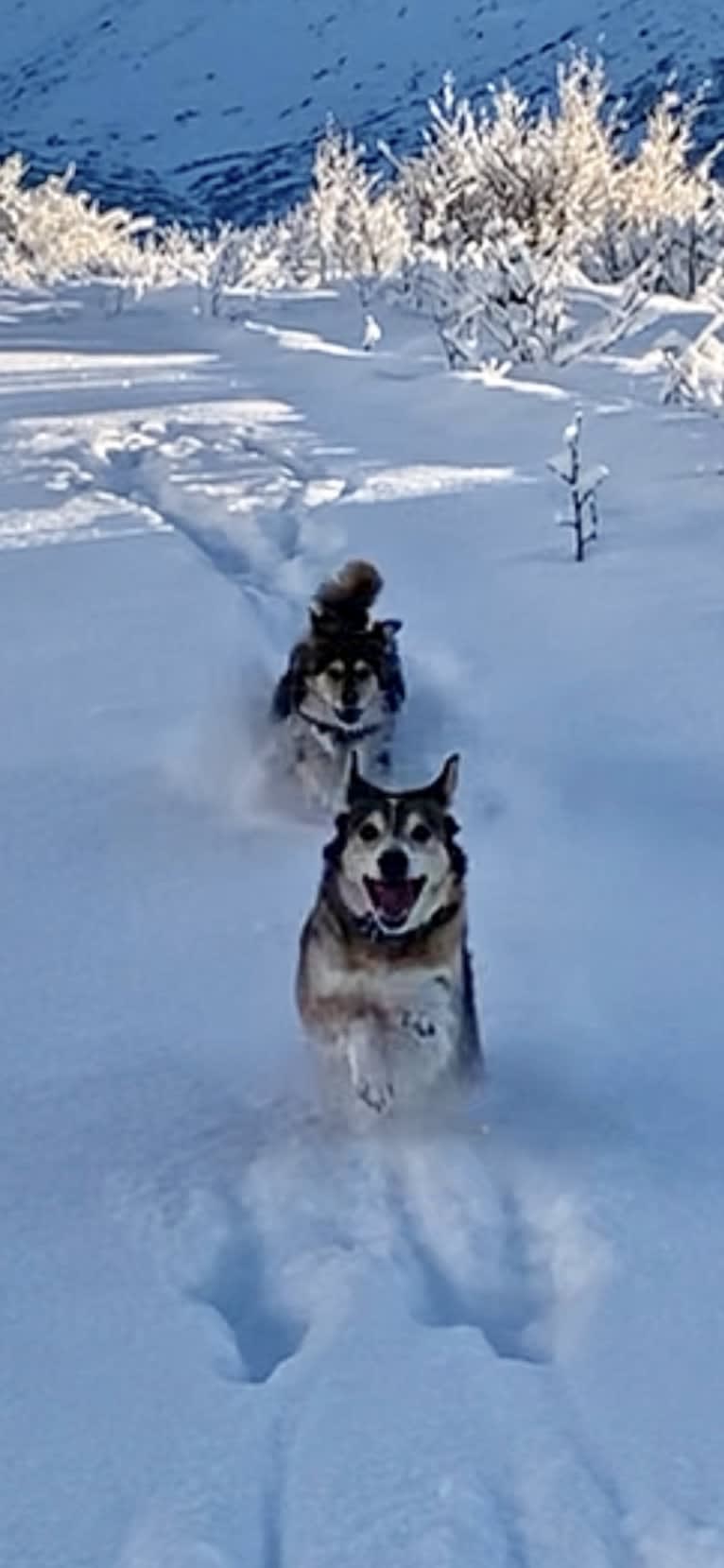 Wiley, an Alaskan-type Husky and Labrador Retriever mix tested with EmbarkVet.com