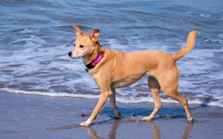 Zoe, an Australian Cattle Dog and Rat Terrier mix tested with EmbarkVet.com