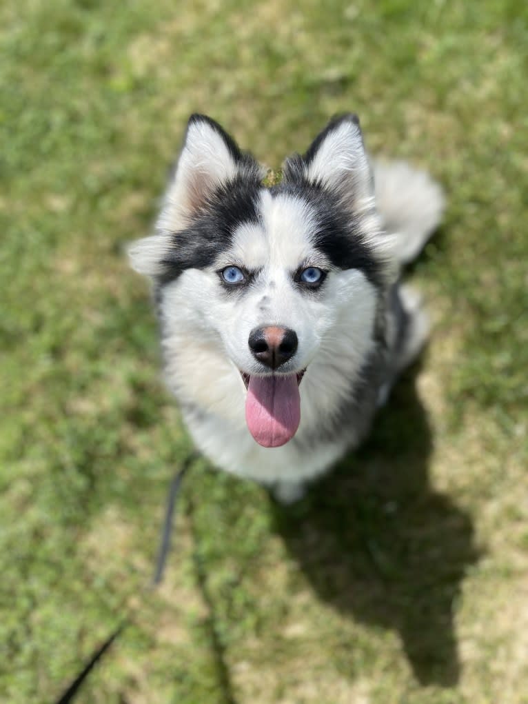 Larimar, a Pomsky tested with EmbarkVet.com