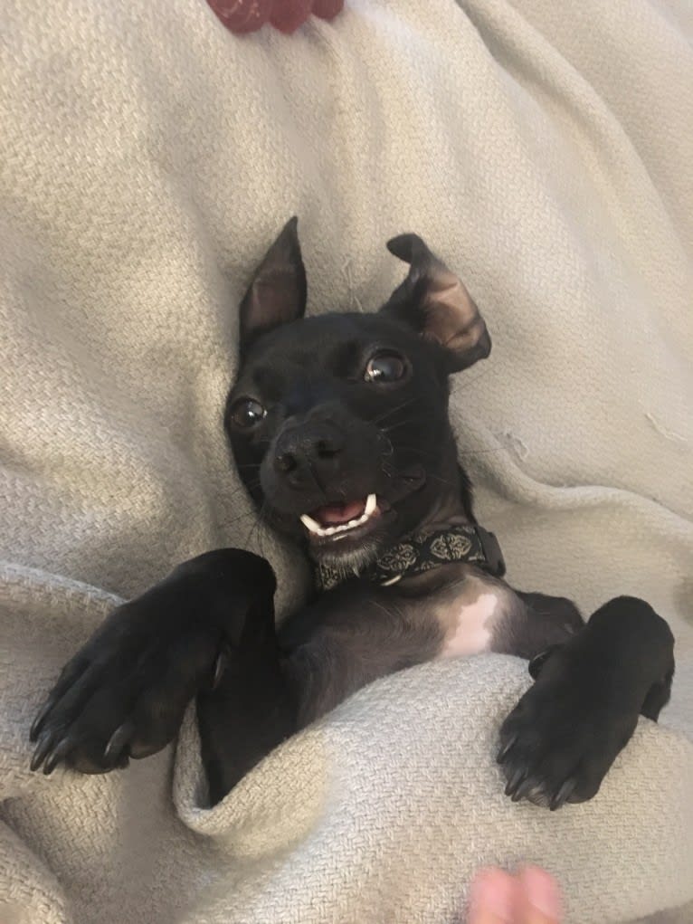 Fay, a Rat Terrier and Chihuahua mix tested with EmbarkVet.com