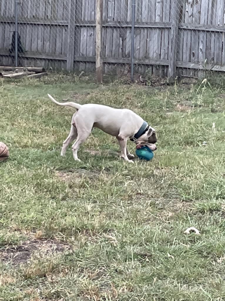 Bruno, an American Bulldog tested with EmbarkVet.com