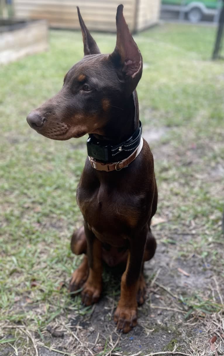 Maverick, a Doberman Pinscher tested with EmbarkVet.com