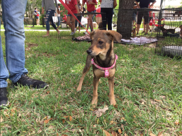 Daphne, a Chihuahua and Dachshund mix tested with EmbarkVet.com