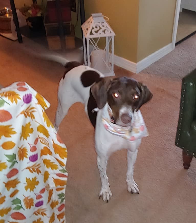 Kiki, a Pointer tested with EmbarkVet.com