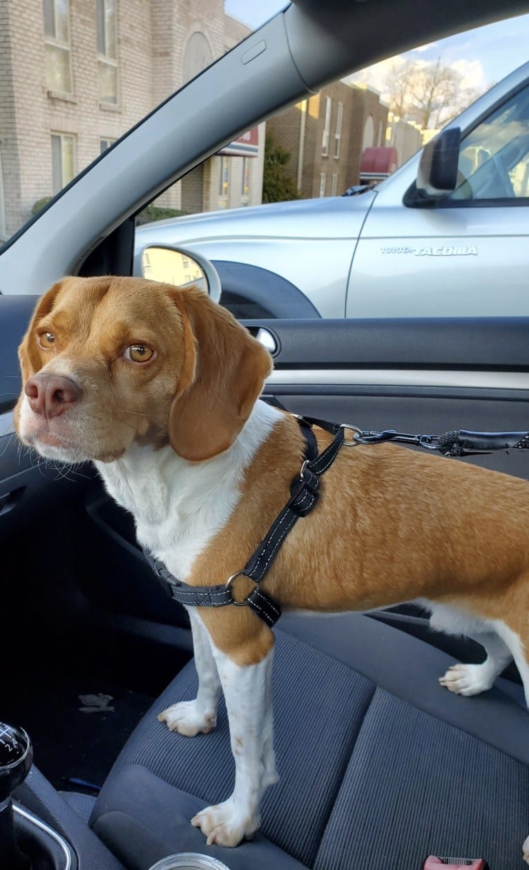 Chewy, a Beagle tested with EmbarkVet.com