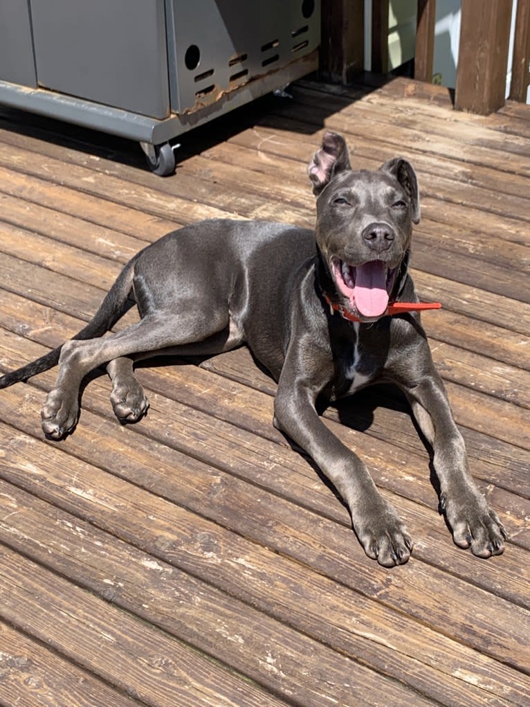 Ashzure, an American Pit Bull Terrier and Doberman Pinscher mix tested with EmbarkVet.com