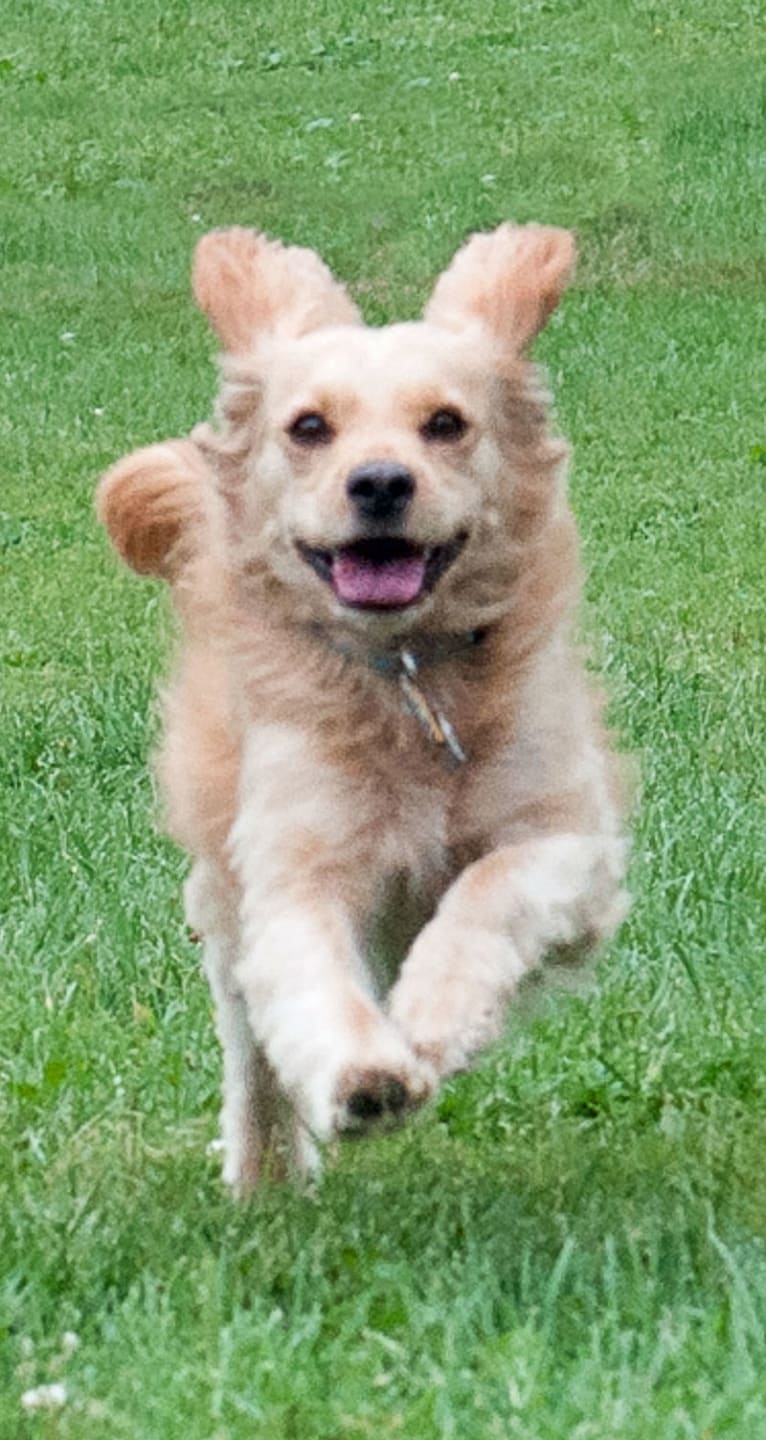 Muppy, a Cocker Spaniel and Rat Terrier mix tested with EmbarkVet.com