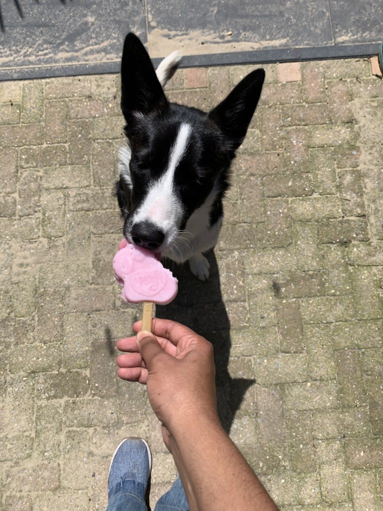 Koko, an Alaskan-type Husky and Border Collie mix tested with EmbarkVet.com
