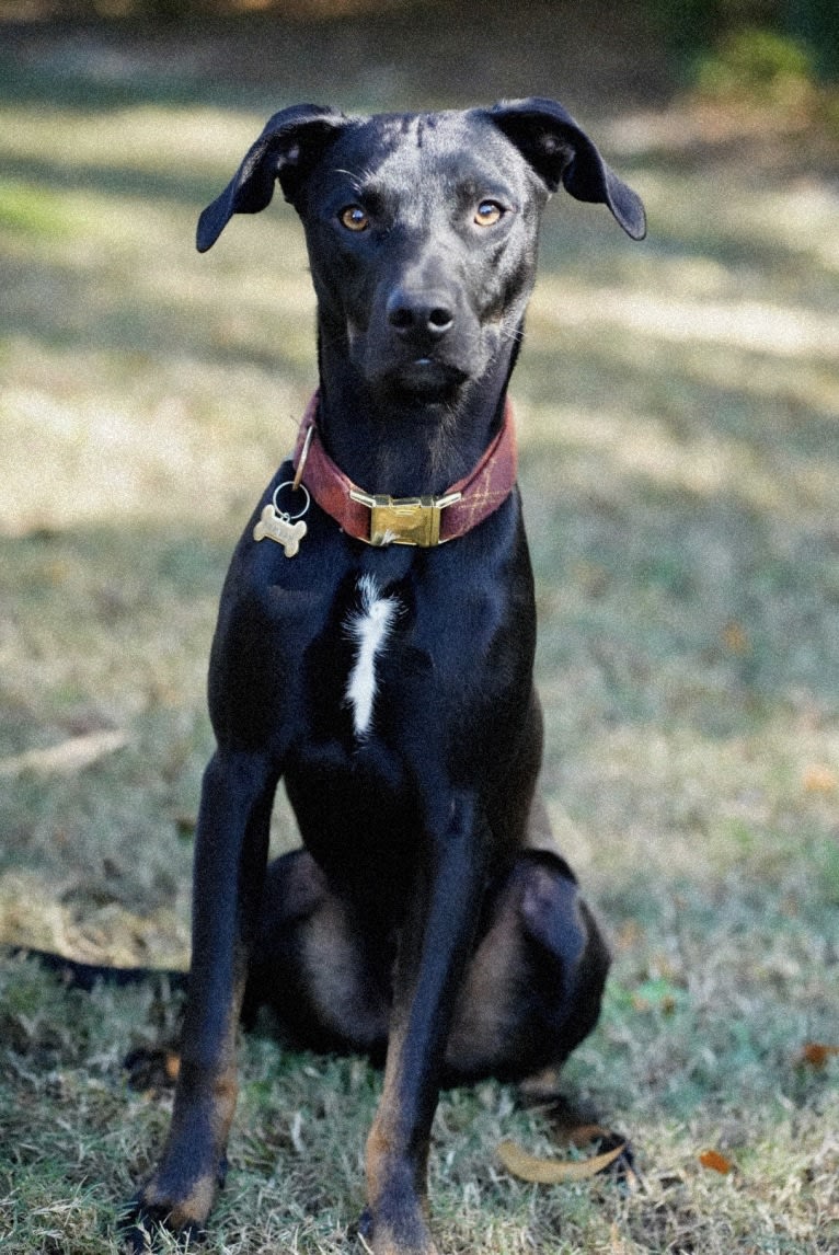 Bamf, an American Pit Bull Terrier and Dachshund mix tested with EmbarkVet.com