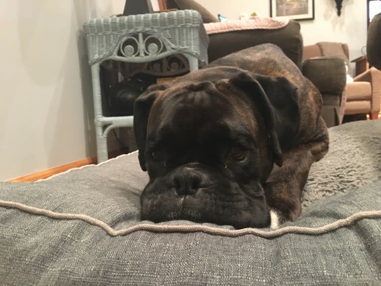 Murray, a Boxer tested with EmbarkVet.com