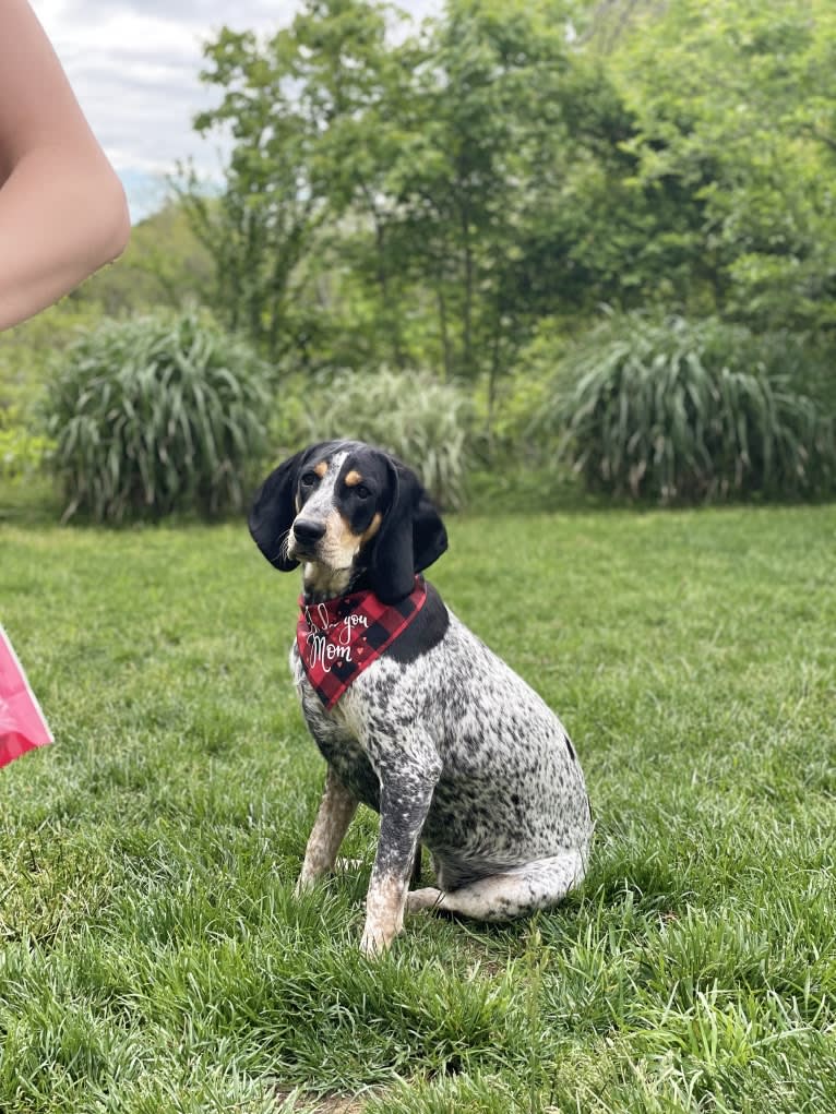 Bell, a Bluetick Coonhound tested with EmbarkVet.com