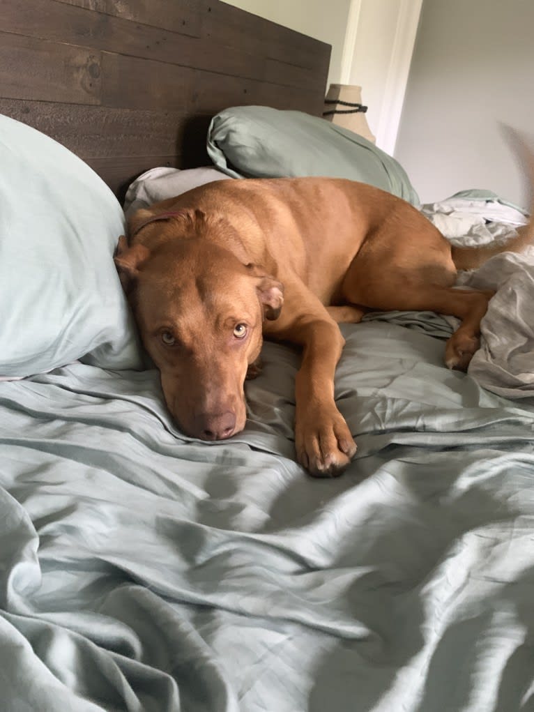 Trout, an American Pit Bull Terrier and Labrador Retriever mix tested with EmbarkVet.com