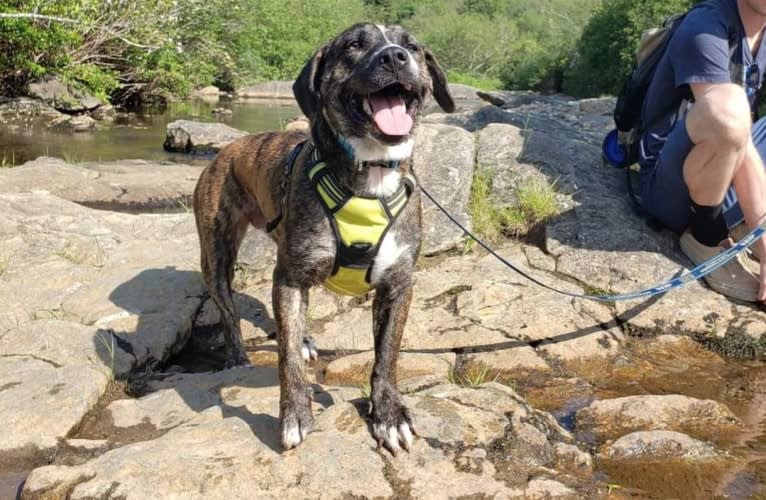 Akira, a Labrador Retriever and Australian Cattle Dog mix tested with EmbarkVet.com