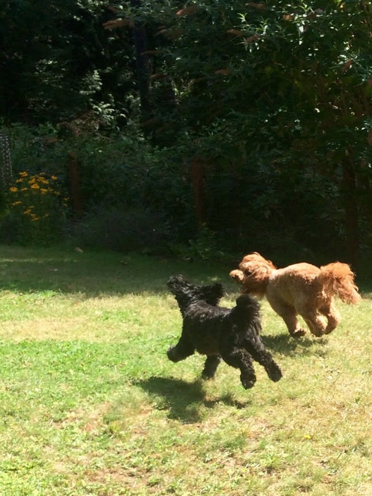 Moe, a Poodle (Small) and Bichon Frise mix tested with EmbarkVet.com