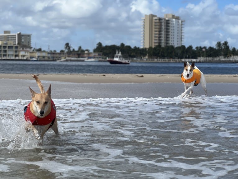 Banbury Cross Mochi, a Carolina Dog tested with EmbarkVet.com