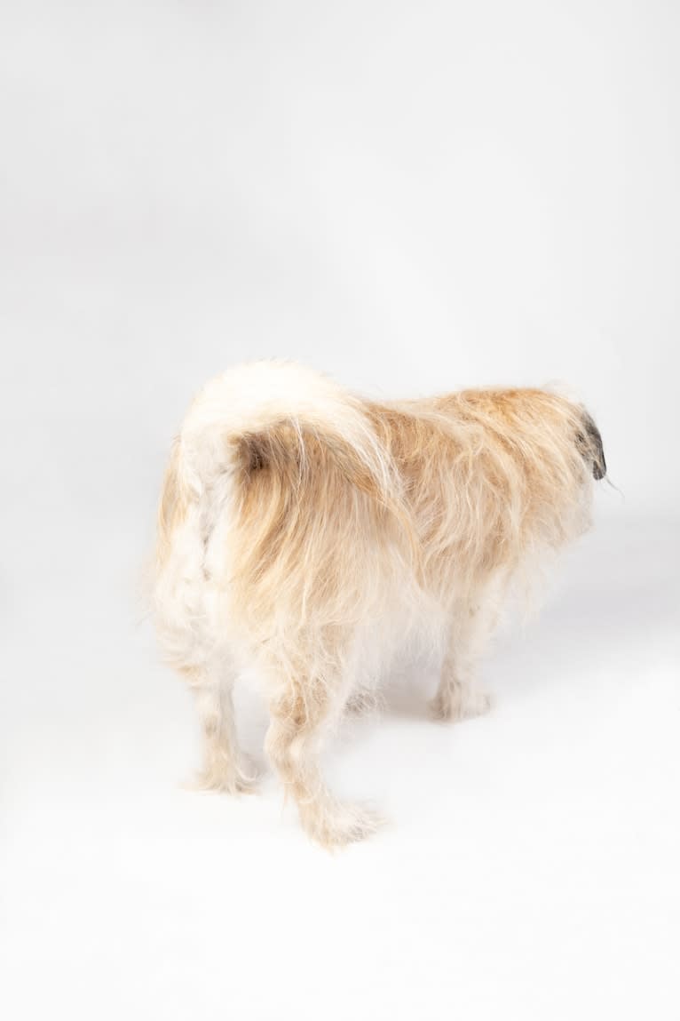 Winston, a Pugapoo tested with EmbarkVet.com