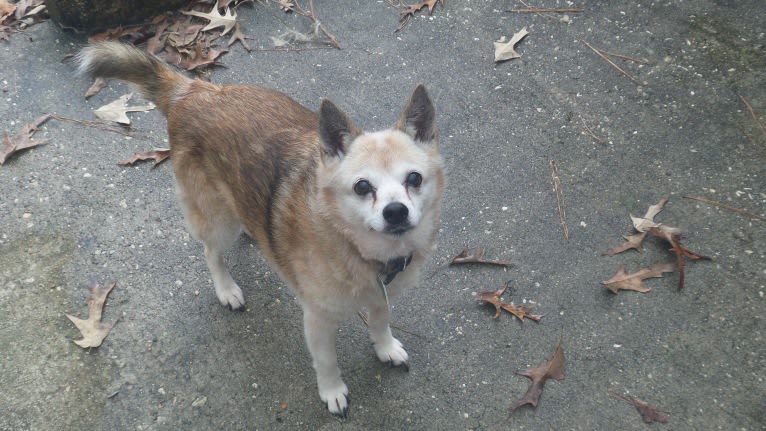 Lassie, a Pomeranian and Rat Terrier mix tested with EmbarkVet.com