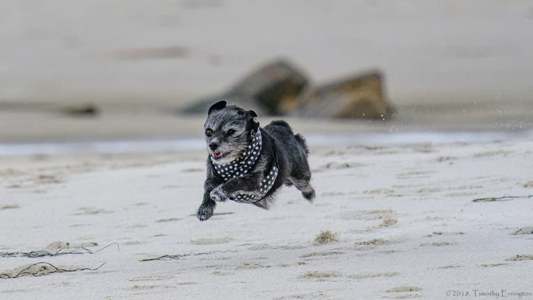 Scruffy, a Poodle (Small) and Chihuahua mix tested with EmbarkVet.com