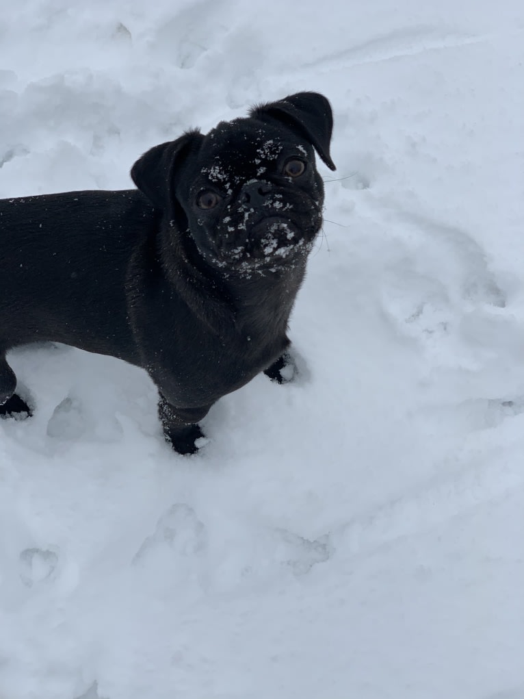 Dipper, a Pug tested with EmbarkVet.com