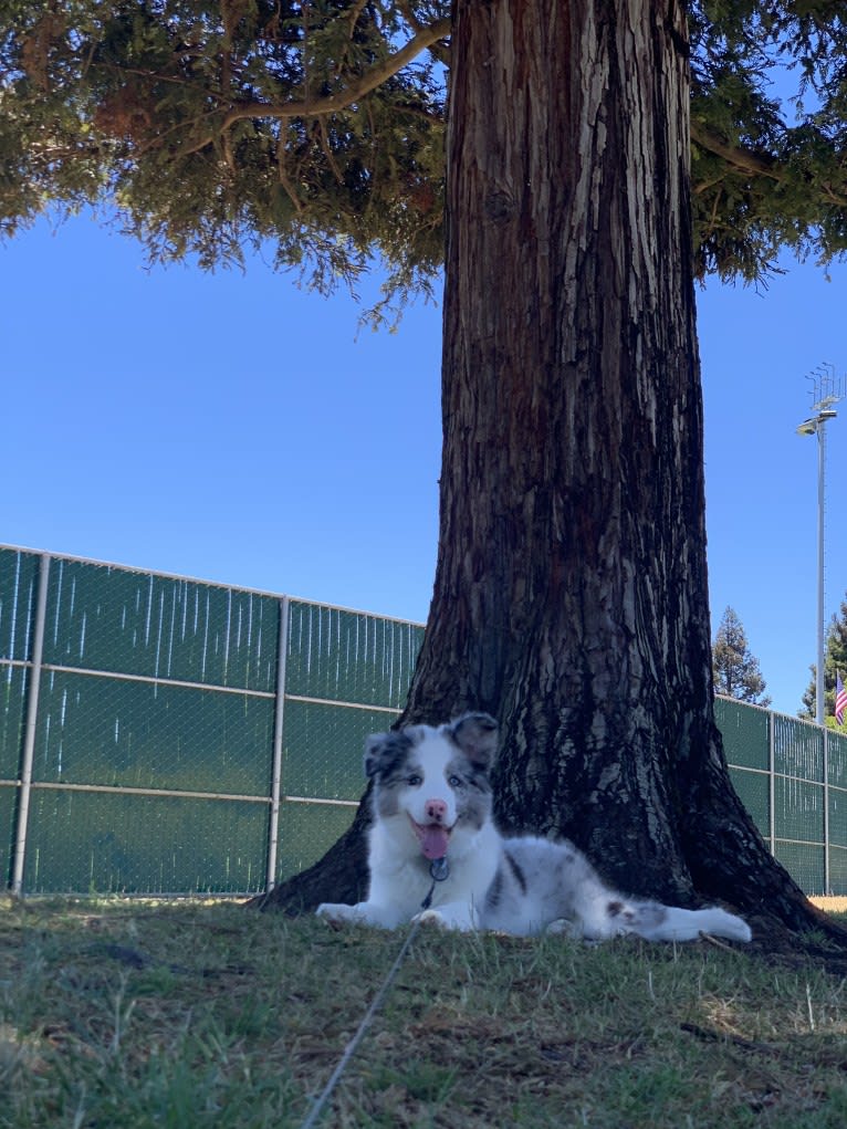 Ace, a Border Collie tested with EmbarkVet.com