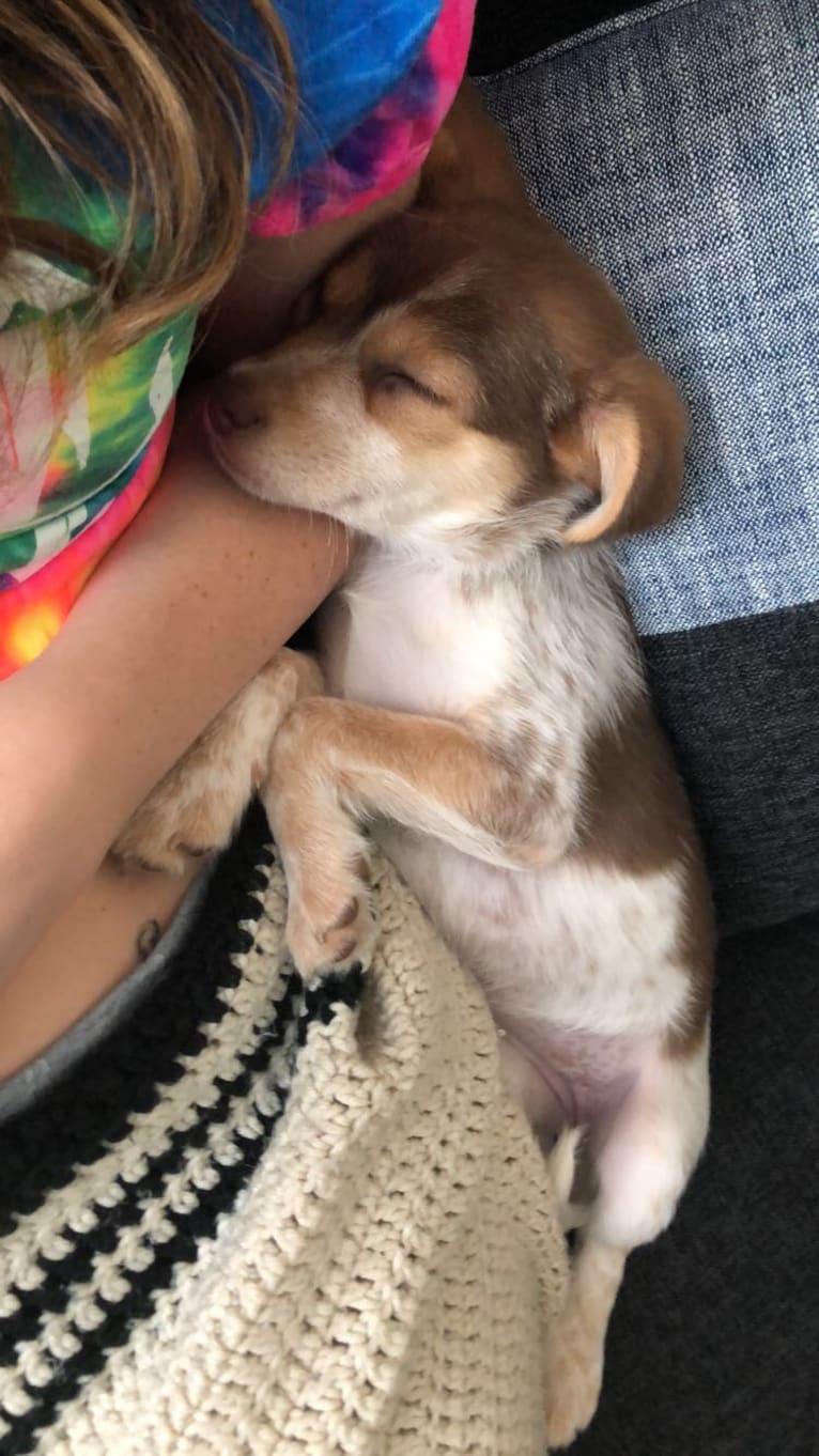 Lucy, a Beagle and Cocker Spaniel mix tested with EmbarkVet.com