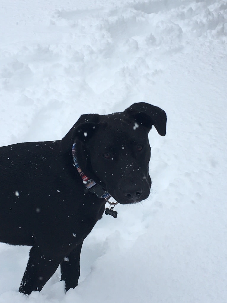 Theo, a Dalmatian and German Shepherd Dog mix tested with EmbarkVet.com