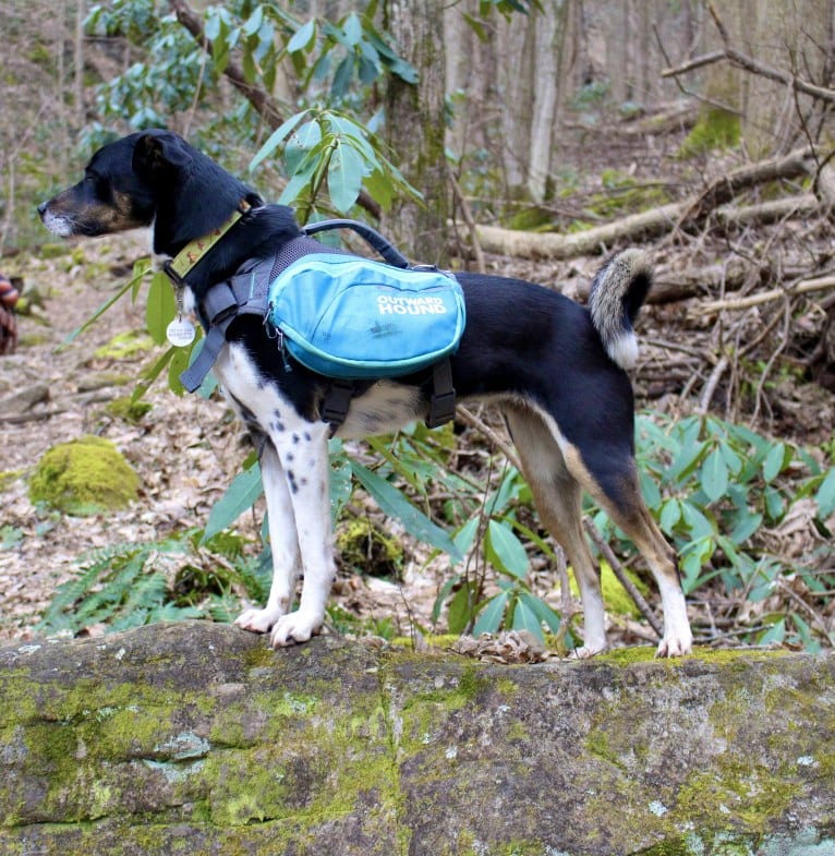 Gypsy, a Siberian Husky and American Pit Bull Terrier mix tested with EmbarkVet.com