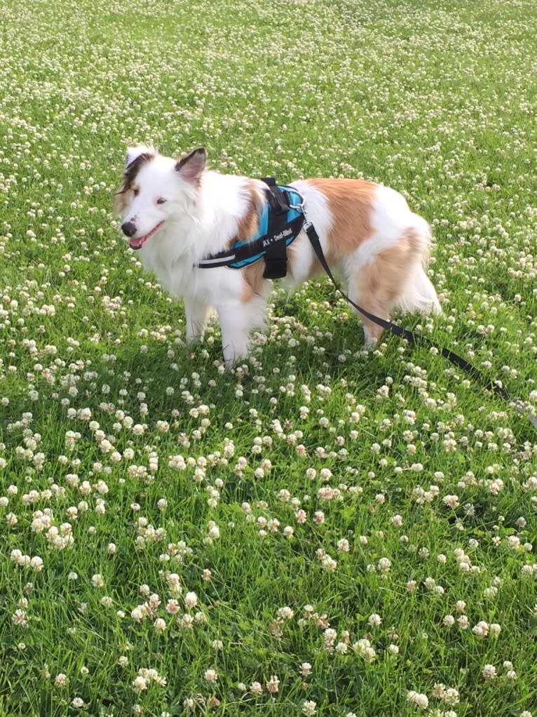 Jax, a Shetland Sheepdog and Australian Cattle Dog mix tested with EmbarkVet.com