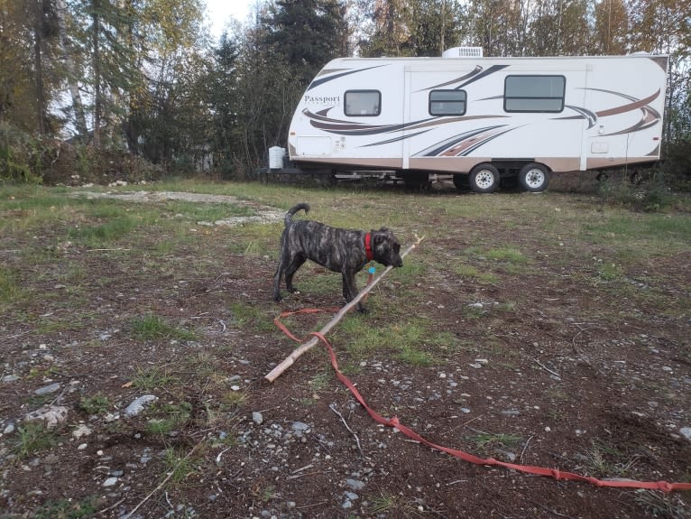 Newton, an American Bulldog and Labrador Retriever mix tested with EmbarkVet.com