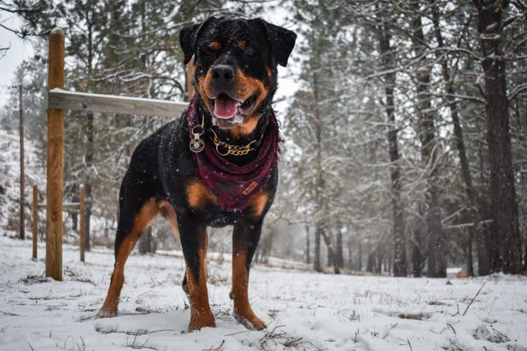 Daisy Mae, a Rottweiler tested with EmbarkVet.com